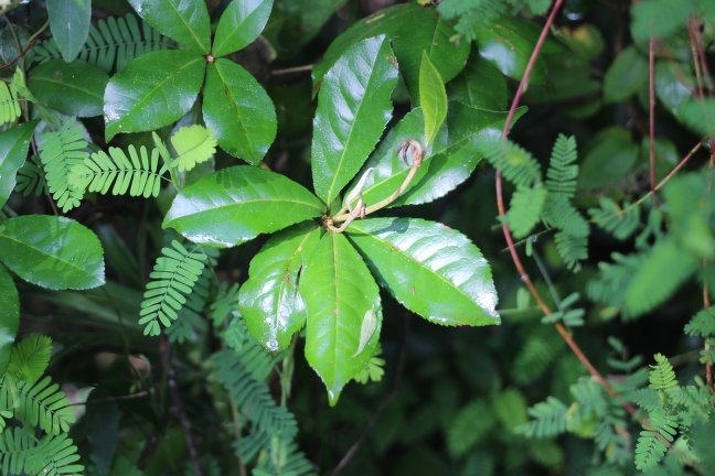 Archivo:Croton hovarum 1.jpg