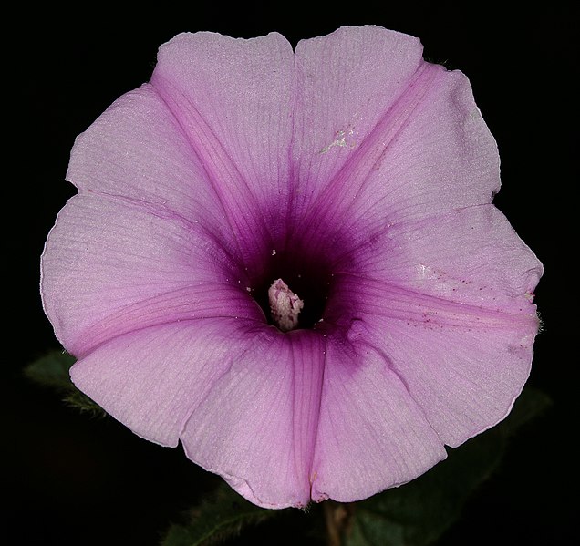 Archivo:Ipomoea transvaalensis 1.jpg