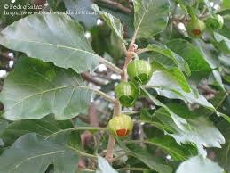 Withania aristata.jpg