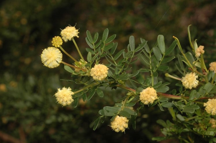 Archivo:Acacia leioderma 3.jpg