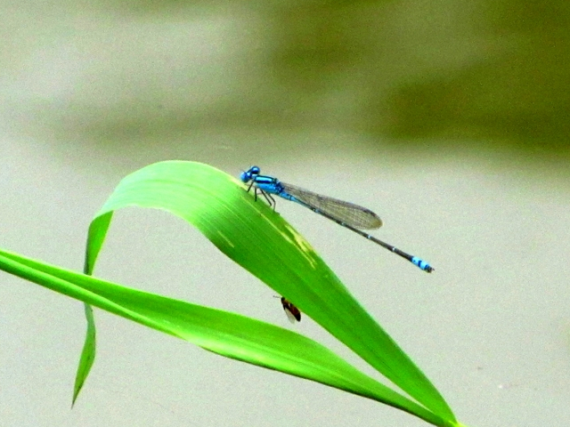 Archivo:Caballito azul de río.jpg