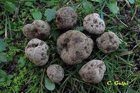 Elaphomyces asperulus.jpg