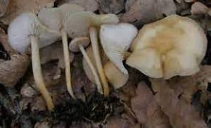 Gymnopus aquosusss.jpg