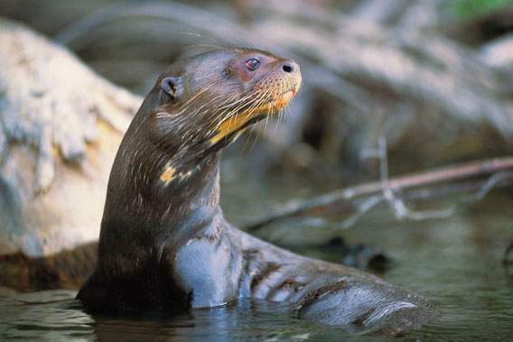 Archivo:Nutria del Congo.jpg