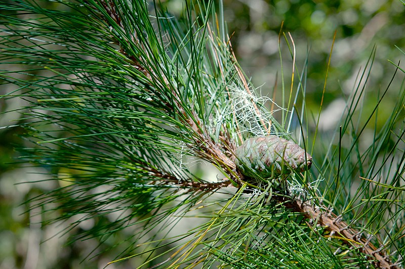 Archivo:Pinus taiwanensis 2.jpg