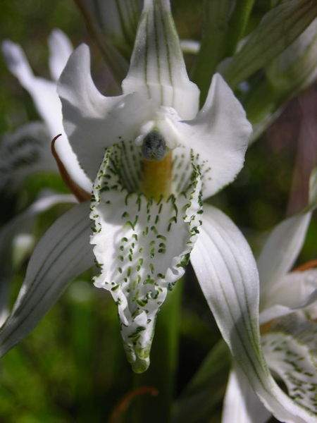 Archivo:Chloraea piquichen flor.jpg