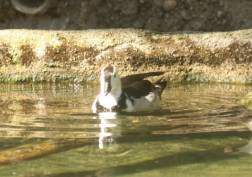 Ganso pigmeo hindú .jpg