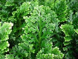 Archivo:Hojas de la planta vascular.jpg