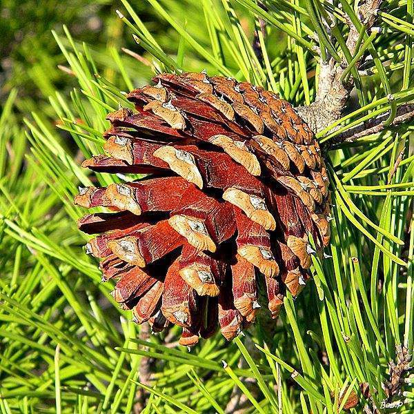Archivo:Pinus clausa cono.jpg