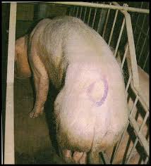 Síndrome de la cerda delgada.jpg