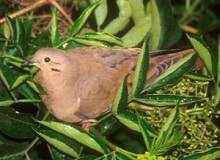 Tórtola torcaza.jpg