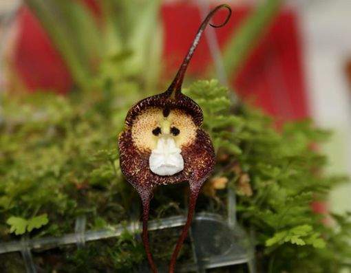 Orquídea con cara de mono - EcuRed