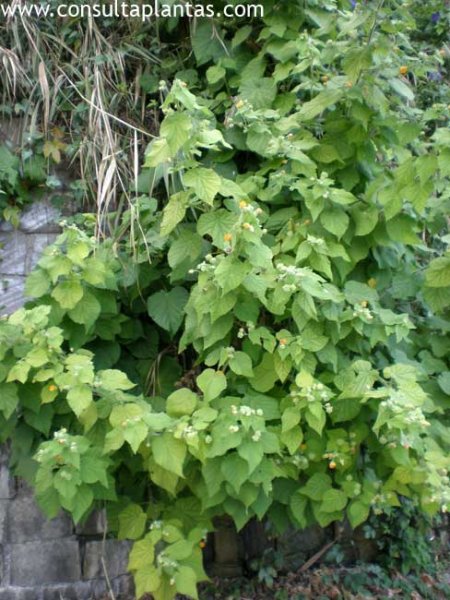 Archivo:Abutilongrandifolium.jpg