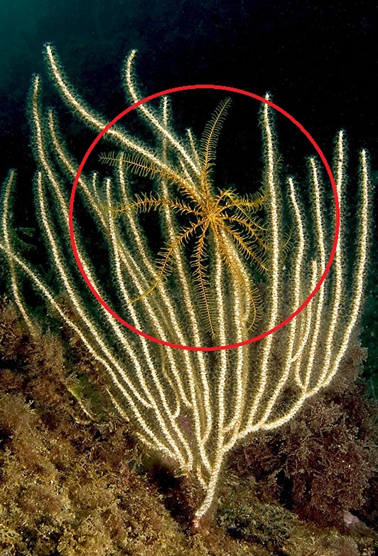 Antedon mediterranea EcuRed