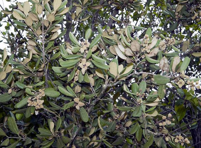 Archivo:Avicennia rumphiana.jpeg