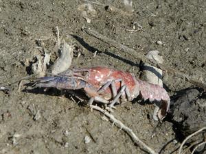 Cangrejo de río de patas blancas.jpg