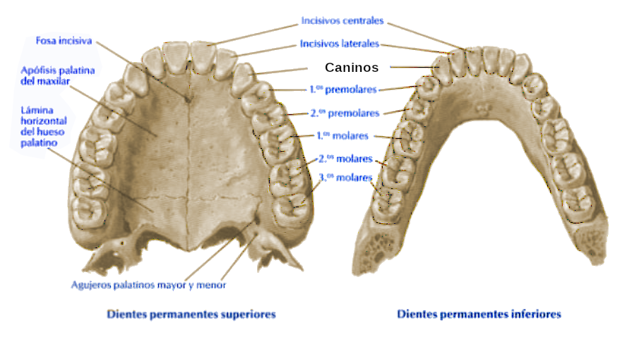 Caninos superiores e inferiores