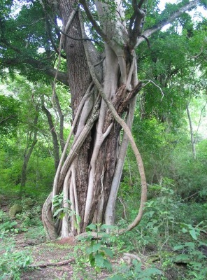 Ficus maroma.JPG