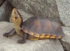 Kinosternon leucostomum.jpg