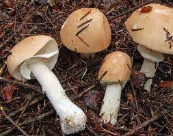 Limacella guttata.jpg