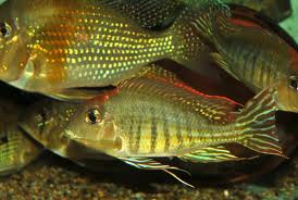 Archivo:Pareja de acarichthys2.jpeg