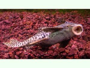 Archivo:Plecostomo común.jpeg