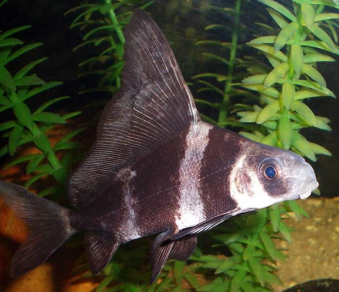 Archivo:Tiburon chino.jpg