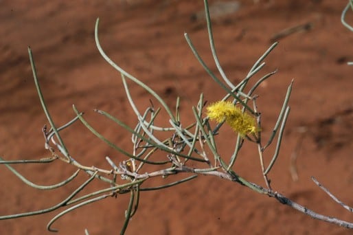 Archivo:Acacia macraneura 3.jpg