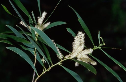 Archivo:Acacia maidenii 1.jpg