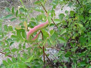 Baizongia pistaciae (10)agalla.jpg