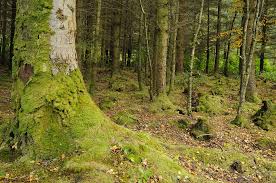 Bosque celedonio.jpg