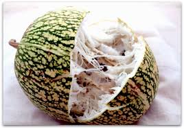 Calabaza de cidra.jpg