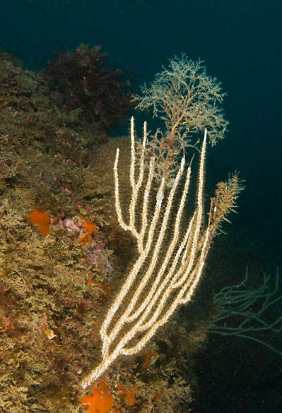 Archivo:Eudendrium racemosum.jpg