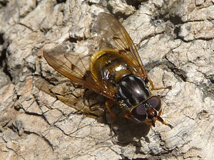 Ferdinandea cuprea.jpg