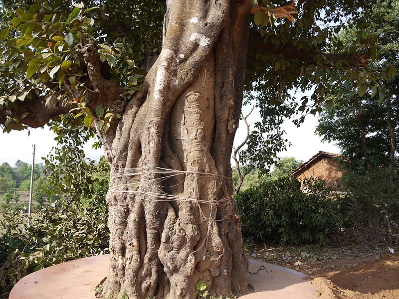 Archivo:Ficus drupacea tronco.jpg