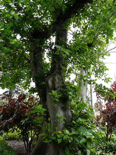 Archivo:Ficus nymphaeifolia.jpg