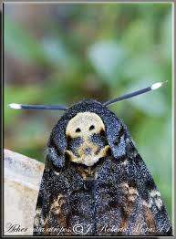 Mariposa morrrrr.jpg