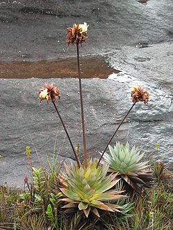 Orectanthe sceptrum Roraima.jpg