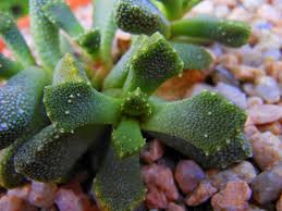Titanopsis calcareea.jpeg