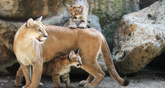 Archivo:3-pumasZooMorelia.jpg