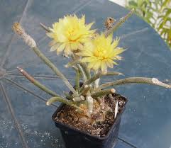 Astrophytum caput-medusae.jpeg