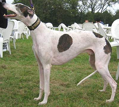 Greyhound para mujer de Superdry & Juego De Hablando con mi Galgo Inglés hoy-Perro Mascota 