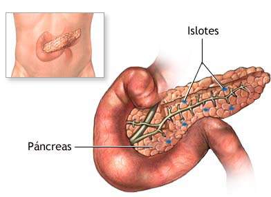 Archivo:ISLOTES DE LANGERHANS.jpg
