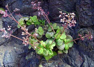 Archivo:Crassula-multicava.jpg