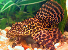 Archivo:Pleco leopardooo.jpeg