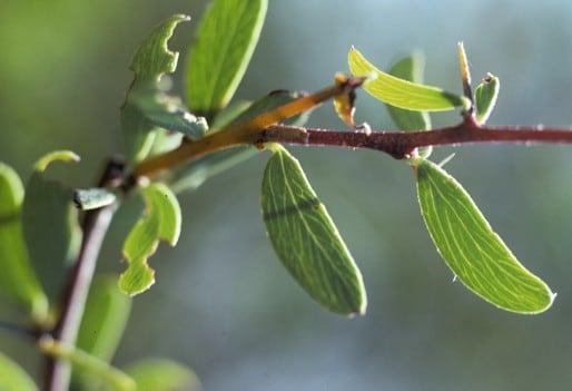 Archivo:Acacia kochii 1.jpg