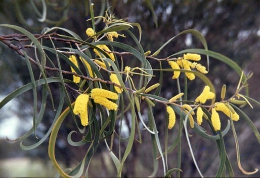 Archivo:Acacia lasiocalyx 5.jpg