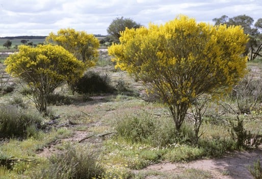 Archivo:Acacia lineolata 1.jpg