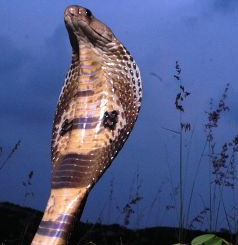 CobraAsia01.JPG