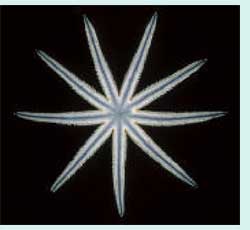 Estrella plana de nueve brazos.jpg